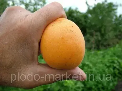 Абрикос «Діоніс» (великийплодовий), фото 1