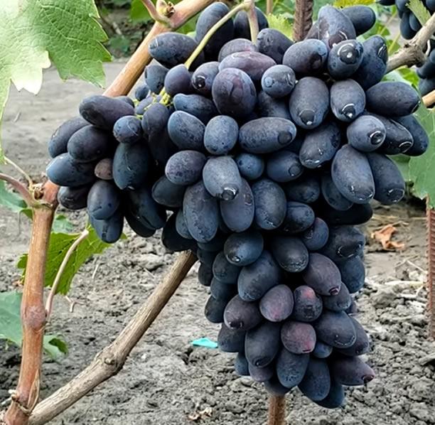 Саджанці Винограду Наталі - дуже раннього терміну, урожайний, морозостійкий, фото 1