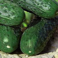 Барвіна F1 (500 нас.) насіння огірка Nunhems