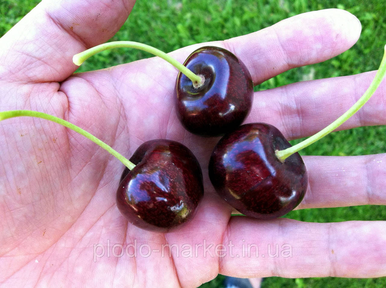 Саджанці Вишні "ЗУСТРІЧ" (літній сорт, ранній термін дозрівання), фото 1