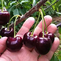 Вишня карликова чорна "Крупноплідна" (угорська селекція)