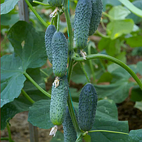 Дерія F1 (500 нас.) насіння огірка Enza Zaden