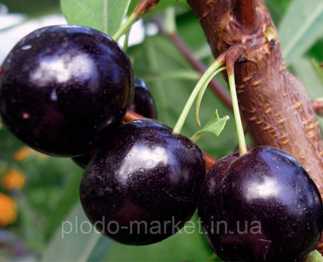 Вишня "Нічка" (літній сорт, середній термін дозрівання), фото 1