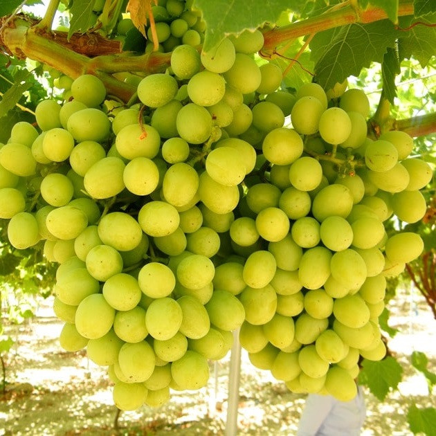 Саджанці Винограду Кишмиш Шерлок - раннього терміну, урожайний, великоплідний, фото 1