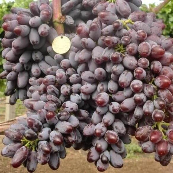 Саджанці Винограду Ейфорія - середній, великоплідний, морозостійкий, фото 1