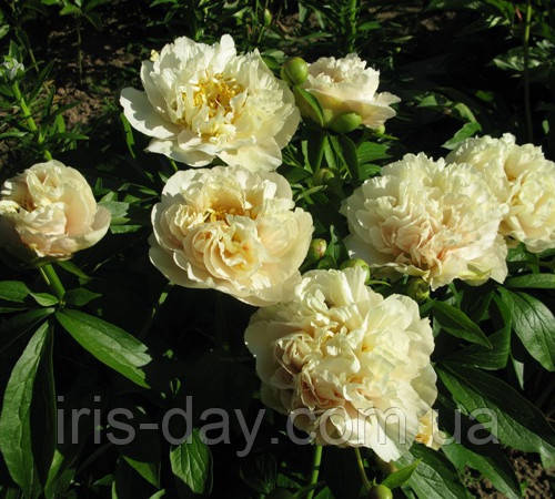 Півонія "Early Canary" (Hollingsworth/Steininger 2015), фото 1