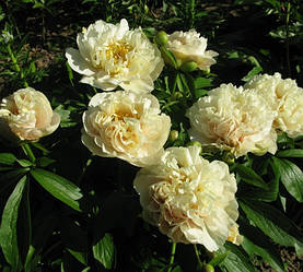 Півонія "Early Canary" (Hollingsworth/Steininger 2015)