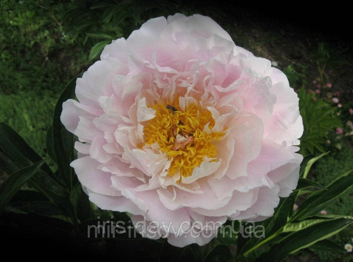 Півонія Принцеса Цирка (Скакодуб 2011), фото 1