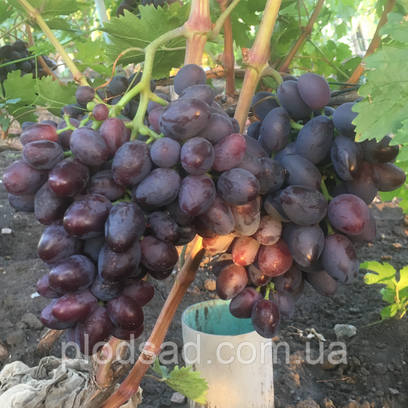 Виноград Стефані