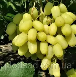 Винограду Донська Невеста