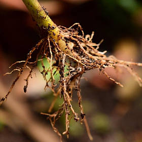 Укорінювачі