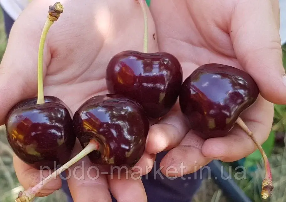 Саджанці Черешні "Бігарро Бурлат" (ранній термін дозрівання), фото 1