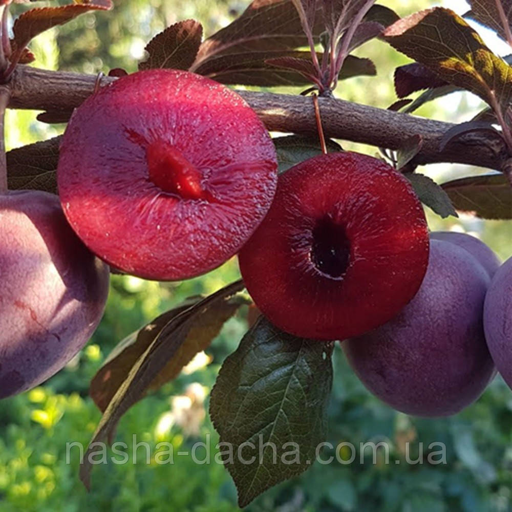 Алича Лихни (середньостигла)