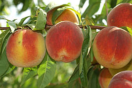 Саджанці персика Алібланка