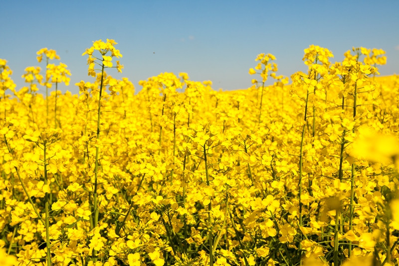 Ріпак Майбах НТС (гранст.) насіння озимого ріпаку, фото 1