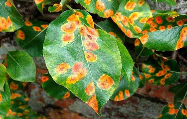 іржа на груші