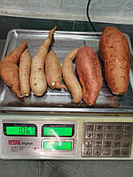 Батат травмовані коренеплоди