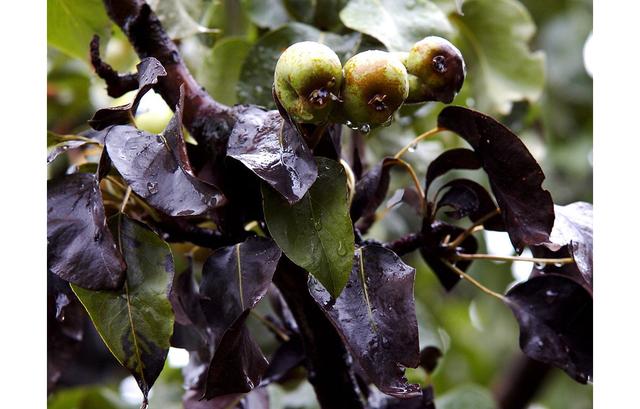 бактеріальний опік груші