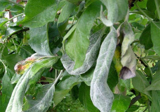 борошниста роса на груші