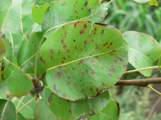 Листові хвороби груші