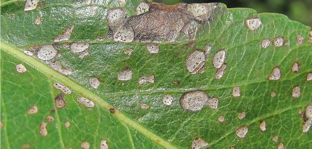 біла плямистість