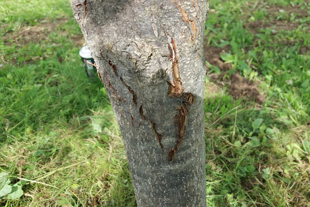 Хвороби стовбура груші