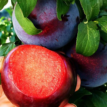 Слива диплоїдна Блек Даймонд (середньо-пізня)