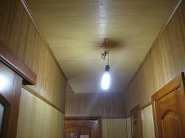 БАМБУК В КОРИДОРІ ДВА КОЛЬОРИ