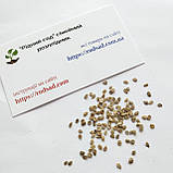 Томат Мікадо жовтий насіння 0,1 г (прибл 50 шт) помідор середньостиглий високорослий, фото 3