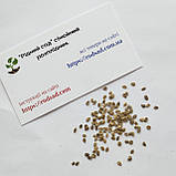 Томат Де барао помаранчевий насіння 0,1 г (прибл 40 шт) помідор середньосстиглий високорослий, фото 4