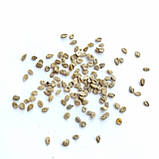 Томат Де барао рожевий насіння 0,1 г (прибл 40 шт) помідор середньопізній високорослий, фото 3