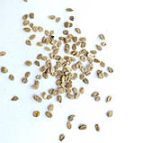 Томат Де барао помаранчевий насіння 0,1 г (прибл 40 шт) помідор середньосстиглий високорослий, фото 3