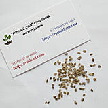 Томат Де барао рожевий насіння 0,1 г (прибл 40 шт) помідор середньопізній високорослий, фото 5