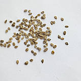 Томат Мікадо жовтий насіння 0,1 г (прибл 50 шт) помідор середньостиглий високорослий, фото 4