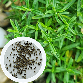 Чабер садовий Пікнік насіння 0,2 г (прибл 400 шт) (Satureja hortensіs)