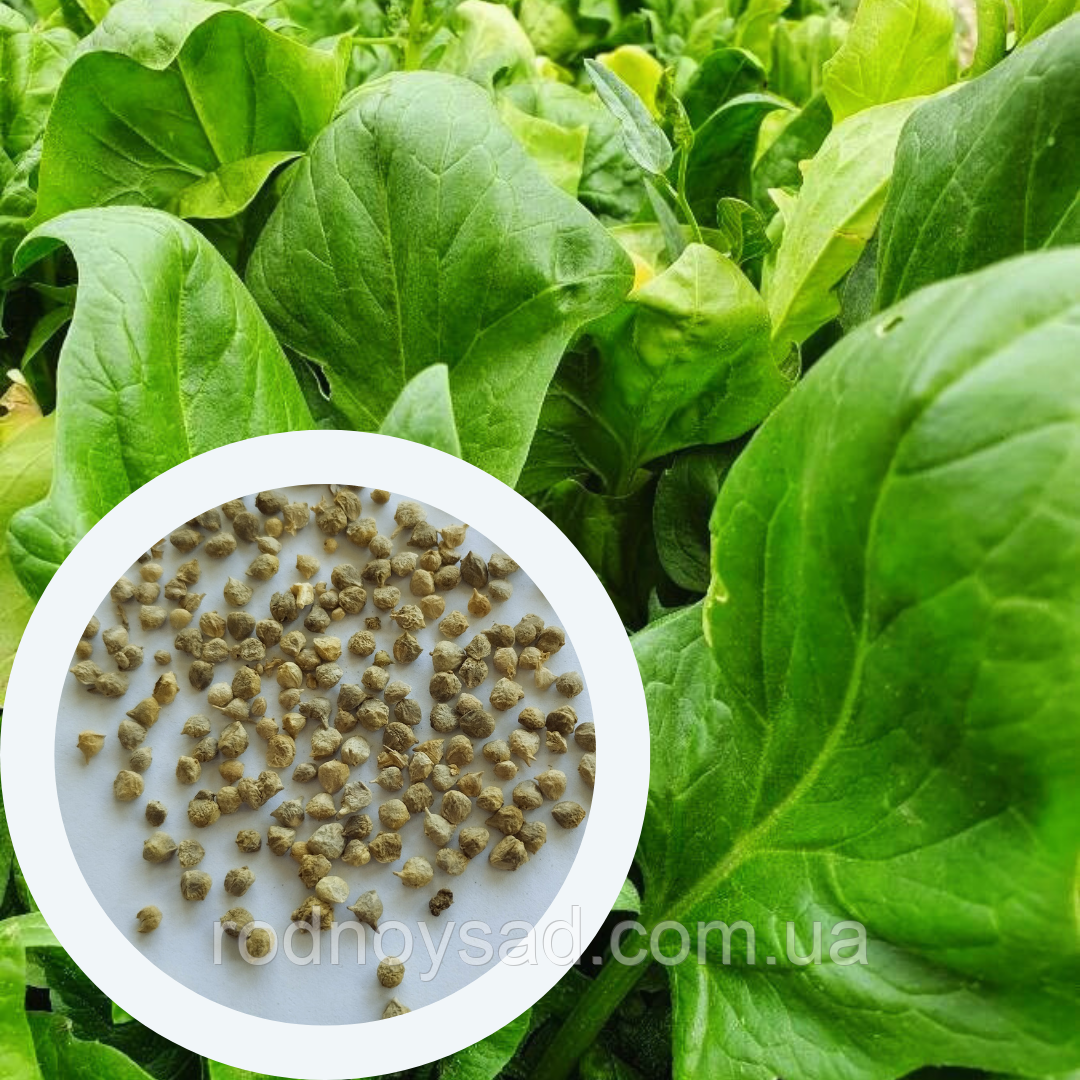 Шпинат Матадор насіння 3 г (прибл 180 шт) ранній (Spіnacіa oleracea), фото 1