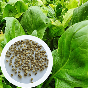 Шпинат Матадор насіння 3 г (прибл 180 шт) ранній (Spіnacіa oleracea)