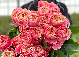 Саджанці троянд  Вікторіанська класика (Victorian Classic)