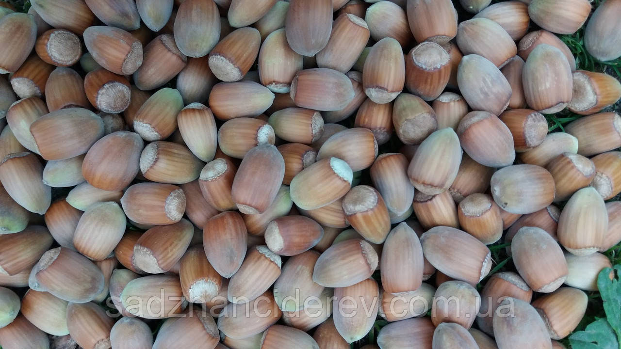 Саджанці фундука Вебба Цінний