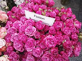 Саджанці троянд Фікшн (Fiction)