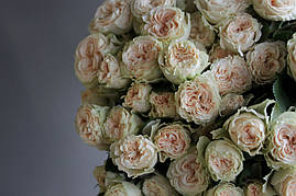 Саджанці троянд Саммер Роуз (Summer Rose)