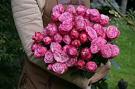 Саджанці троянд Леді Бомбастік (Lady Bombastik)