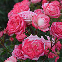 Саджанці троянд Сафіна (Safina)