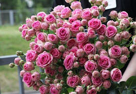 Саджанці троянд Супер Сенсейшн ( Super Sensation)