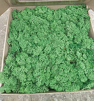 Стабілізований мох ягель для декору Норвегія Grass green dark № 78 - 1000 грамм швидка відправка якість