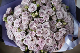 Саджанці троянд  Сільвер Шедоу ( Silver Shadow)