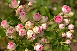 Саджанці троянд  Міні Еден (Mimi Eden)