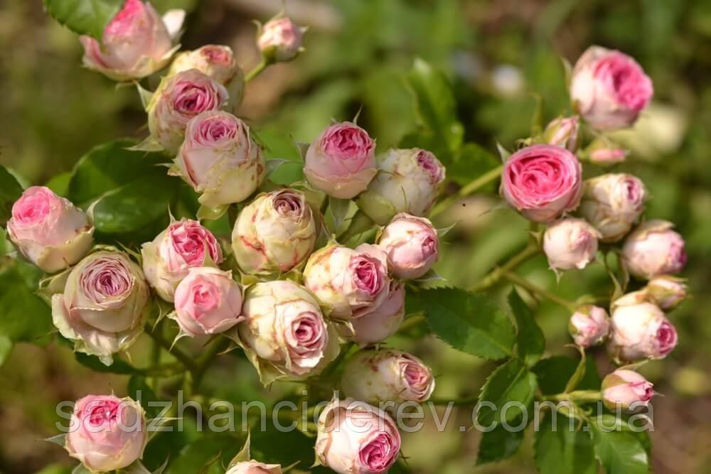 Саджанці троянд Міні Еден (Mimi Eden), фото 1