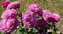 Саджанці троянд Вентіло (Ventilo)