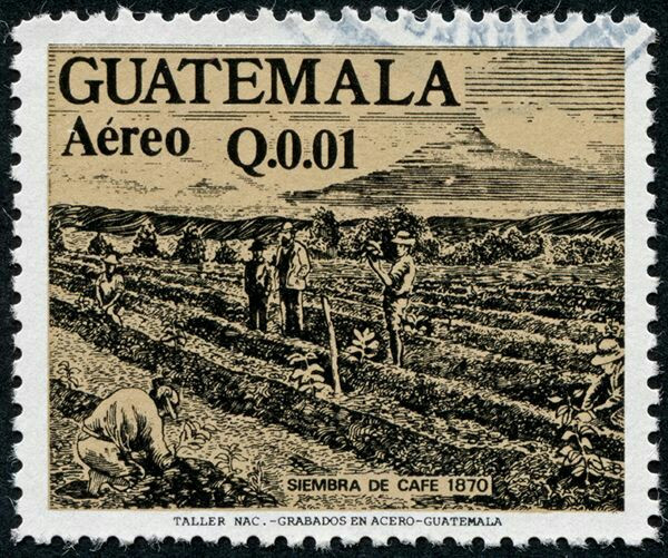Арабіка Гватемала Уетенанго 1 кг. Guatemala Huehuetenango